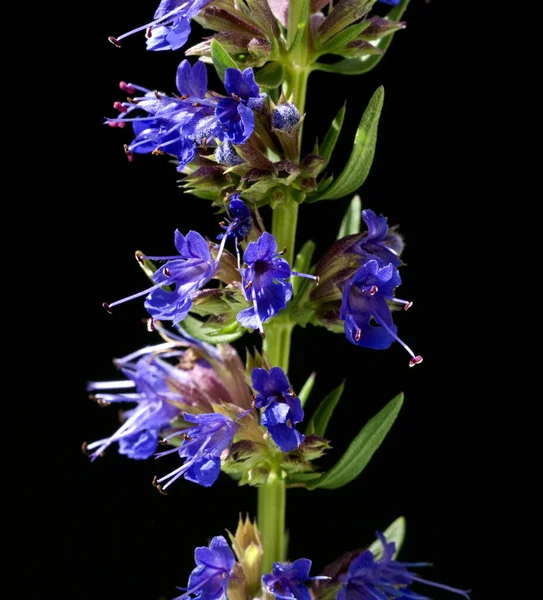 Beautiful Blue Flowers Black Background — Stock Photo, Image