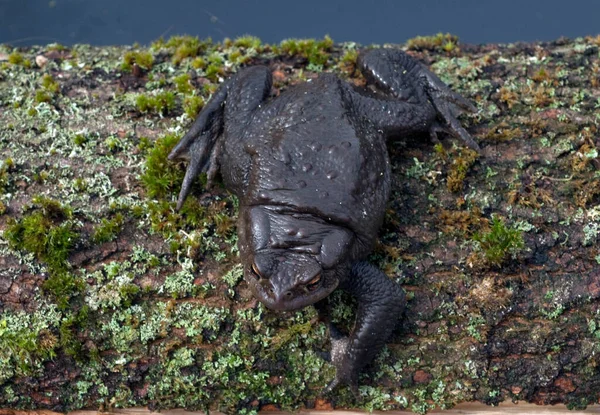 거북의 — 스톡 사진