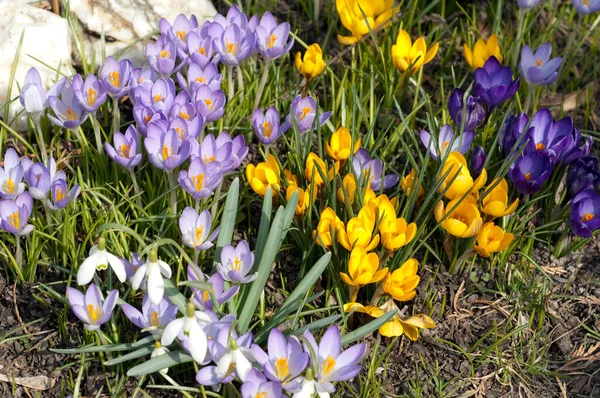 Beautiful Spring Flowers Garden — Stock Photo, Image