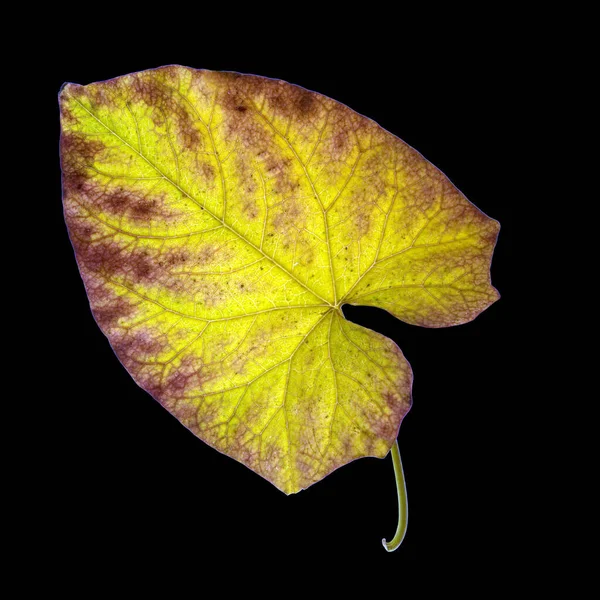 Hojas Otoño Sobre Fondo Negro —  Fotos de Stock