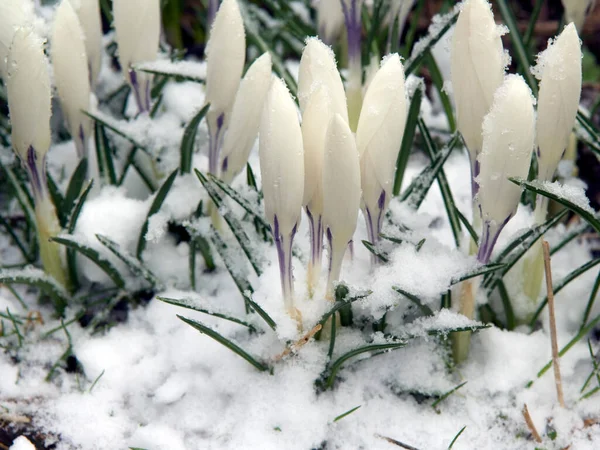 Flores Blancas Cubiertas Nieve Bosque —  Fotos de Stock