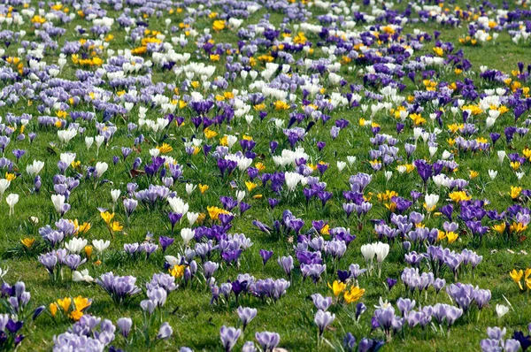 Beautiful Flowers Garden — Stock Photo, Image