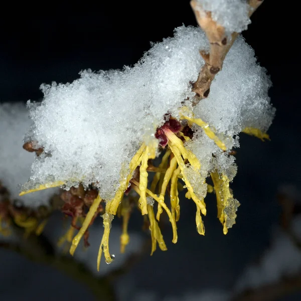 Zaubernuss Schnee Hamamelis Japonica — Fotografia de Stock