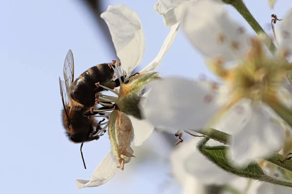 Abeja Una Flor — Foto de Stock