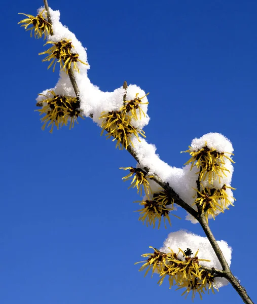 Zaubernuss Schnee Inverno Deu Deutschland — Fotografia de Stock
