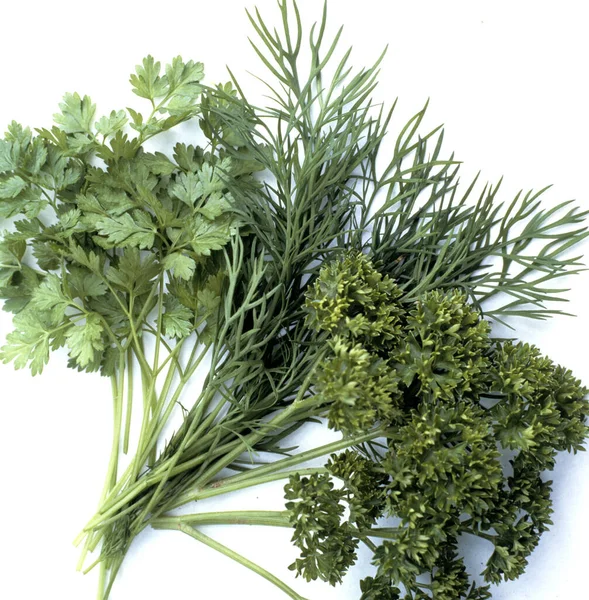 Fresh Green Dill Isolated White Background — Stock Photo, Image