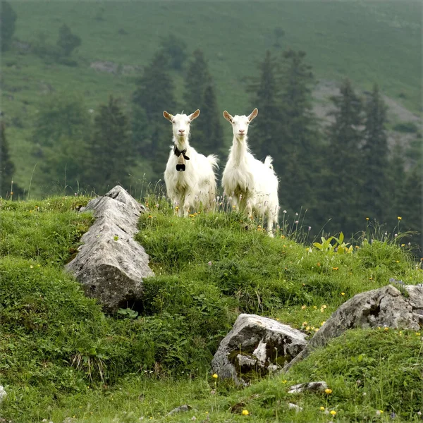 Ziegen Auf Weide Appenzellerland Der Schweiz — 스톡 사진