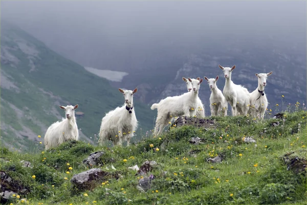 Ziegen Auf Weide Appenzellerland Der Schweiz — Fotografia de Stock