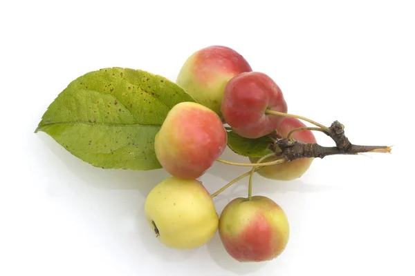 Zieraepfel Malus Floribunda Apfelsorte Apfel Kernobst Obst — Stok Foto