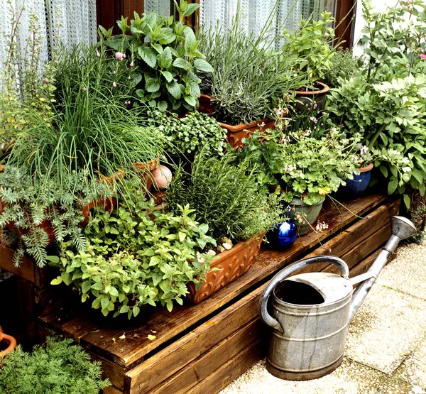 Kuechenkraeuter Kraeuter Terrasse Balkon Verschiedene Heilpflanzen — Zdjęcie stockowe