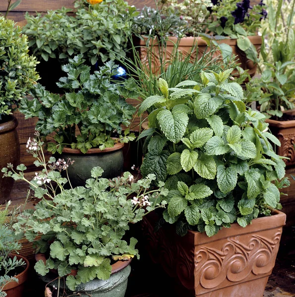 Kuechenkraeuter Kraeuter Terrasse Balkon Verschiedene Heilpflanzen — Zdjęcie stockowe