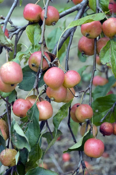 Manzanas Rojas Una Rama Árbol — Foto de Stock