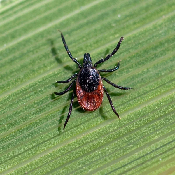 Zecke Holzbock Ixodes Ricinus — Photo