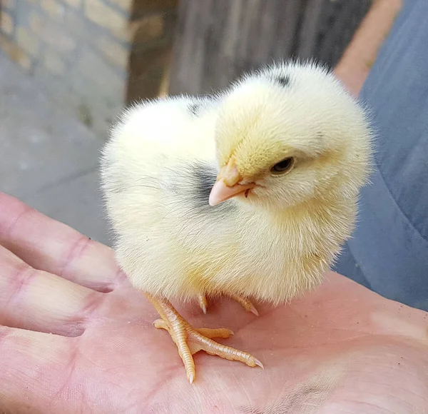 Pollito Mano — Foto de Stock