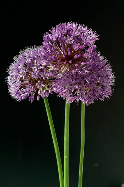 Zierlauch Riesenlauch Allium Giganteum — Foto de Stock