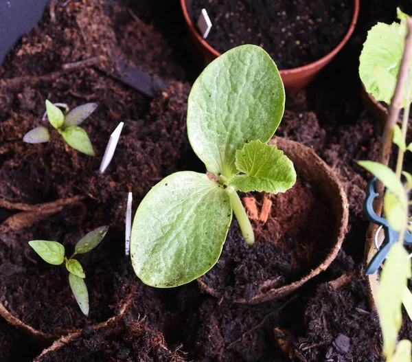 Kuerbispflanze Jungpflanze Cucurbita Keimling — Stock fotografie