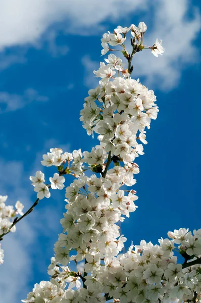 Flores Brancas Árvore Cereja Primavera — Fotografia de Stock