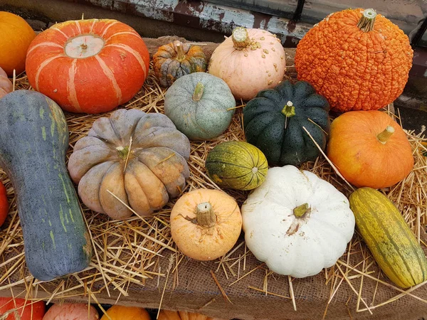 Pumpkins Market — Stock Photo, Image