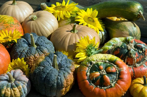 Autumn Harvest Pumpkins Fruits Vegetables — Stock Photo, Image