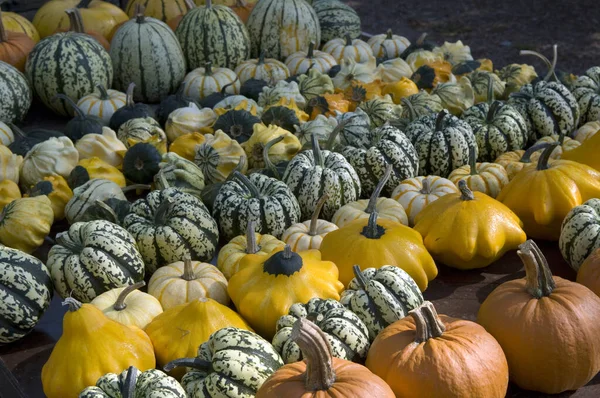 Récolte Automne Citrouilles Courge Citrouille Gourdes Italie — Photo