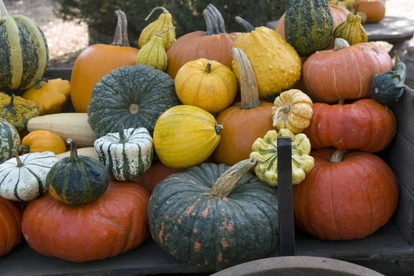 Pumpkins Market — Stock Photo, Image