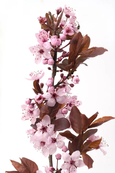 Hermosas Flores Sakura Rosa Sobre Fondo Blanco —  Fotos de Stock