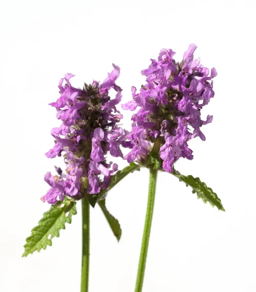 Ziest Stachys Officinalis Echter Heilziest Betonie — Stockfoto