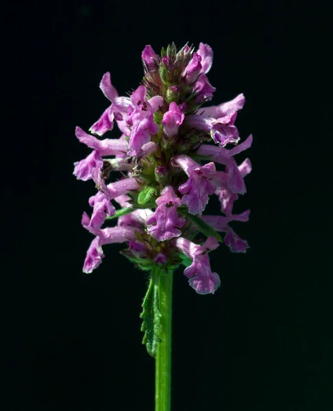 Vackra Blommor Blommigt Koncept Bakgrund — Stockfoto