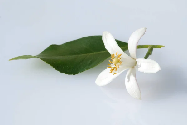 Bílá Magnólie Květ Světlém Pozadí — Stock fotografie
