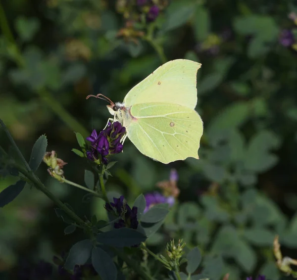 Mariposa Una Flor —  Fotos de Stock