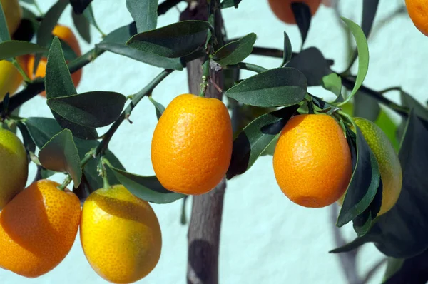 Naranjas Maduras Frescas Árbol — Foto de Stock