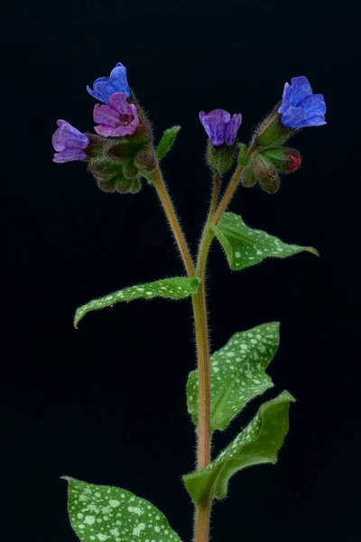 Geflecktes Choucroute Pulmonaire Choucroute Pulmonaire Pulmonaria Officinalis — Photo