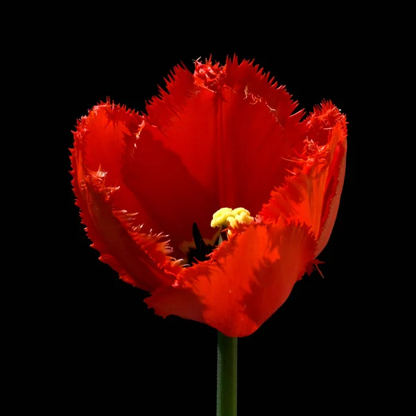 Tulipe Rouge Sur Fond Noir — Photo