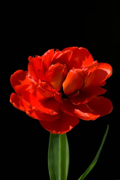 Tulipa Vermelha Isolada Fundo Preto — Fotografia de Stock