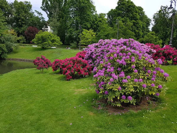 公園に花のある美しい庭 — ストック写真