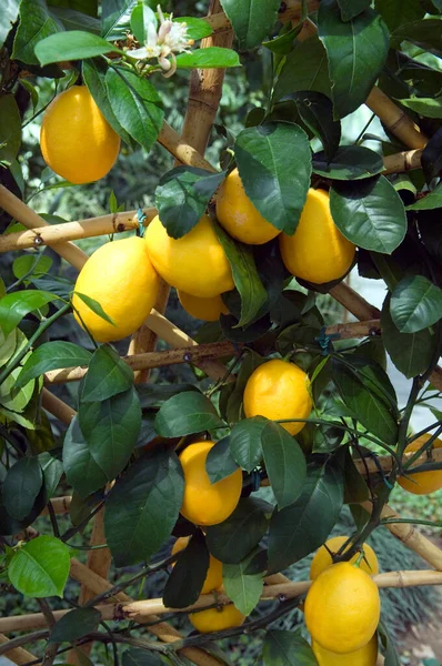 Limone Con Foglie Verdi — Foto Stock