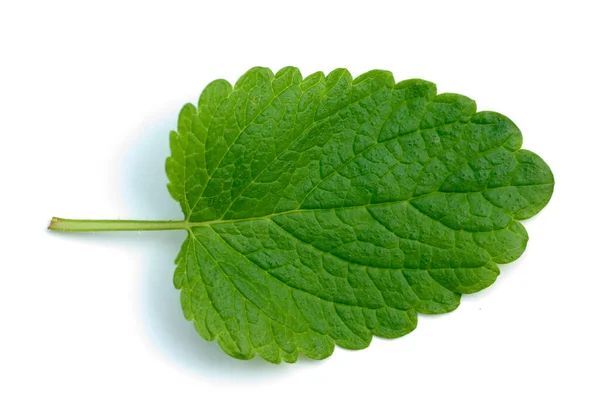 Hoja Verde Menta Aislada Sobre Fondo Blanco — Foto de Stock