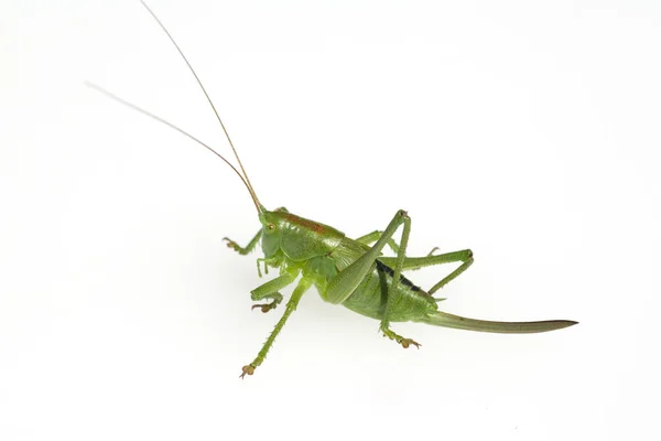 Kurzfluegelige Schwertschrecke Conocephalus Dorsalis — Stock fotografie