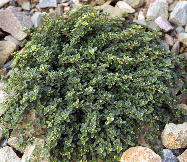 Green Moss Ground — Stock Photo, Image