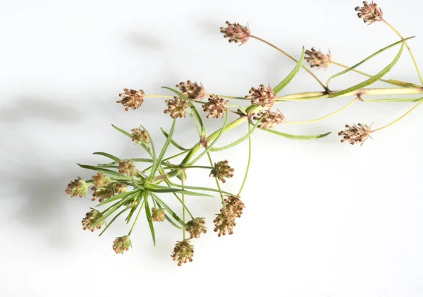 Indischer Flohsamen Flohsamen Plantago Ovata — Stock Photo, Image