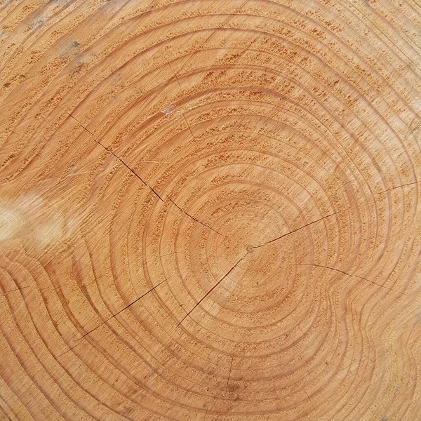 Κούτσουρο Δένδρου Ξύλο — Φωτογραφία Αρχείου