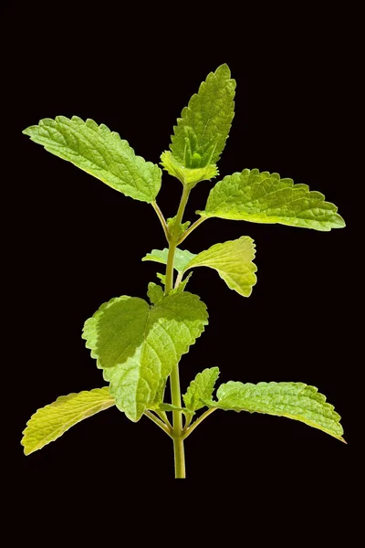 Zelené Listy Rostliny Černém Pozadí — Stock fotografie