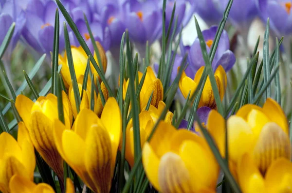 Gartenkrokus Krokus Crocus Vernus — Stok fotoğraf