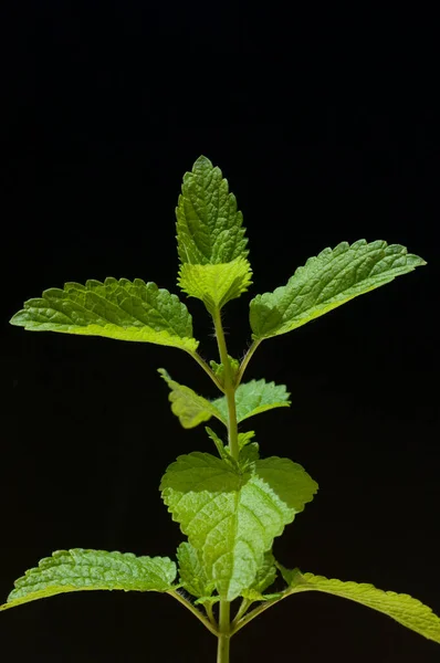 Grüne Blätter Einer Pflanze Auf Schwarzem Hintergrund — Stockfoto