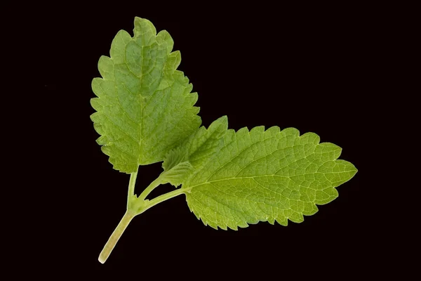 Hoja Verde Una Planta Aislada Sobre Fondo Negro — Foto de Stock