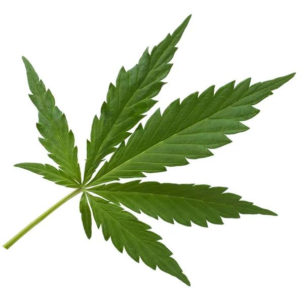 Cannabisblad Isolerad Vit Bakgrund — Stockfoto