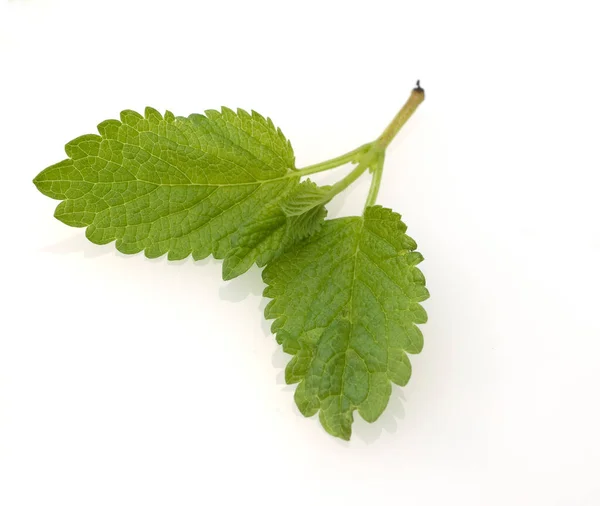 Fresh Green Leaves Mint White Background — Stock Photo, Image
