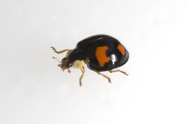 白色背景上的黑色甲虫 — 图库照片