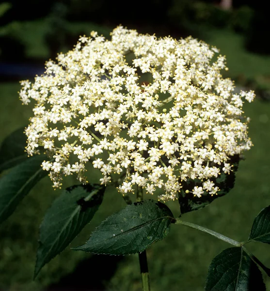 Flores Blancas Árbol Jardín — Foto de Stock