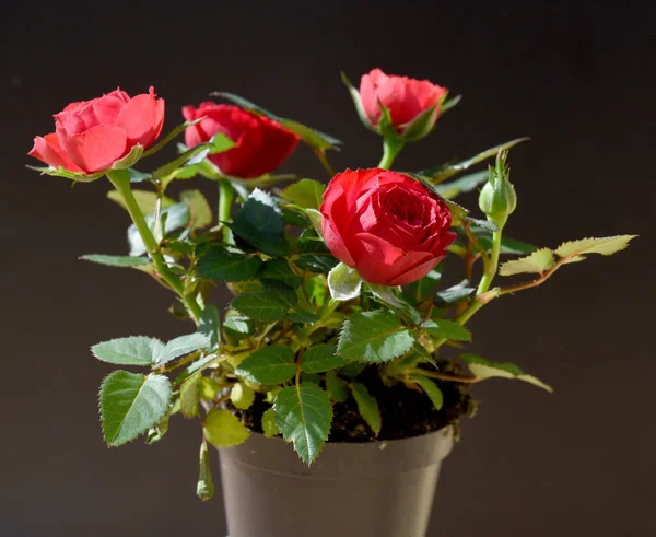 アイネムトップのルートZwergrose 鍋に赤いミニチュアのバラ — ストック写真